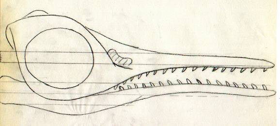 drawing of skeleton of head