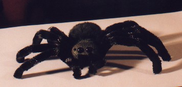 Jumping spider